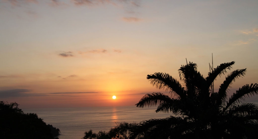 The sun appears low in the sky above the ocean. The silhouette of a palm tree is in the foreground. 